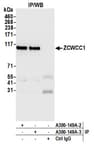 Detection of human ZCWCC1 by western blot of immunoprecipitates.