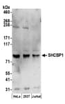 Detection of human SHCBP1 by western blot.