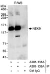 Detection of human NEK9 by western blot of immunoprecipitates.