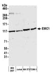 Detection of human and mouse EMC1 by western blot.