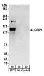 Detection of human GRIP1 by western blot.