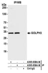 Detection of human GOLPH3 by western blot of immunoprecipitates.