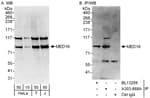 Detection of human MED16 by western blot and immunoprecipitation.
