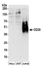 Detection of human CD28 by western blot.