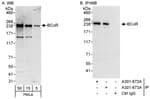 Detection of human BCoR by western blot and immunoprecipitation.
