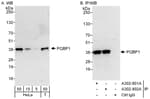 Detection of human PQBP1 by western blot and immunoprecipitation.