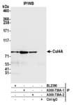 Detection of human Cul4A by western blot of immunoprecipitates.