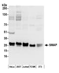 Detection of human and mouse SMAP by western blot.