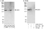 Detection of human ZZZ3 by western blot and immunoprecipitation.