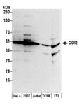 Detection of human and mouse DDI2 by western blot.