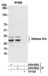 Detection of human Histone H1x by western blot of immunoprecipitates.