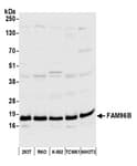 Detection of human and mouse FAM96B by western blot.