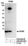 Detection of human SF3B5 by western blot of immunoprecipitates.