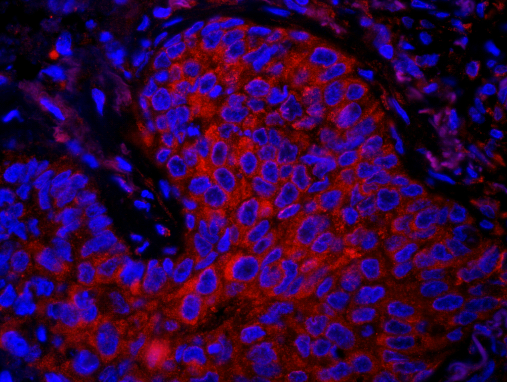 Rabbit anti-eEF1G IHC Antibody