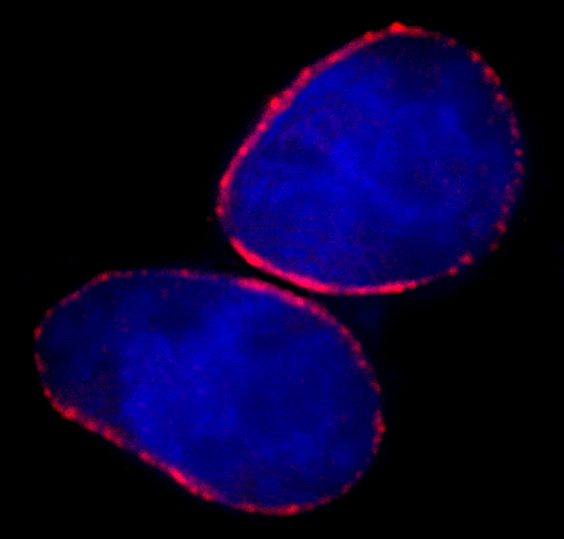 Rabbit anti-NUP153 IHC Antibody