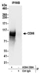 Detection of human CD98 by western blot of immunoprecipitates.