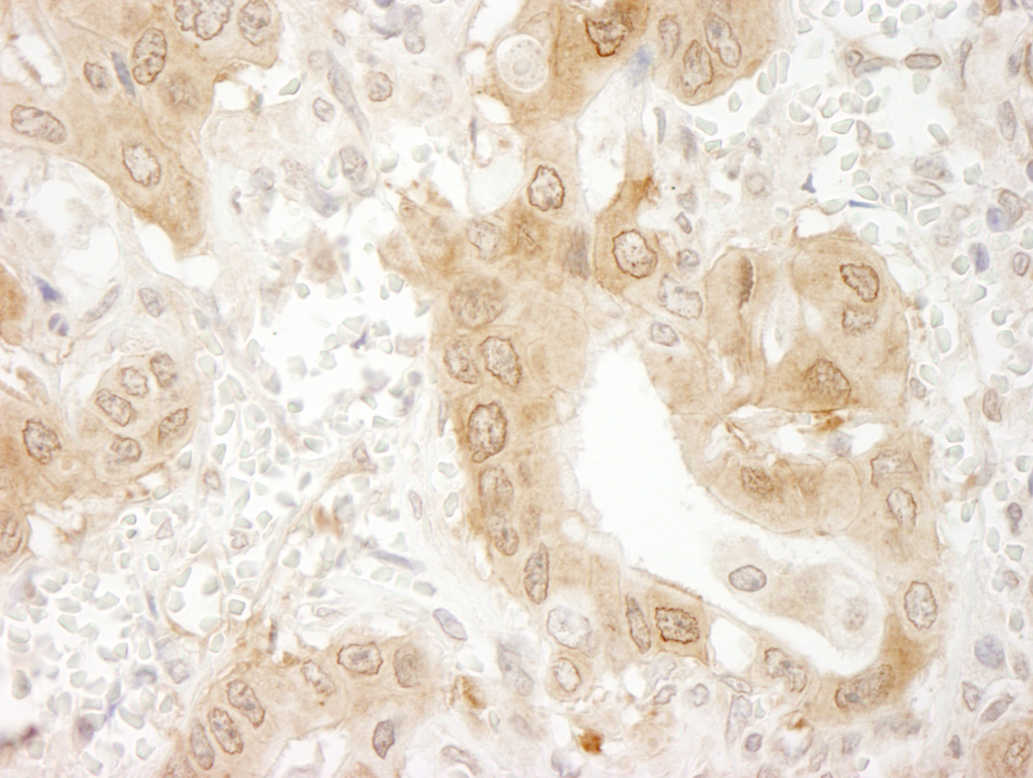 Rabbit anti-Paxillin IHC Antibody