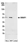 Detection of human SMAP1 by western blot.