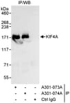 Detection of human KIF4A by western blot of immunoprecipitates.