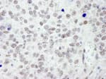 Detection of mouse RanBP3 by immunohistochemistry.