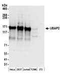 Detection of human UBAP2 by western blot.
