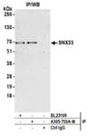 Detection of human SNX33 by western blot of immunoprecipitates.