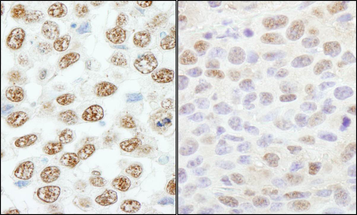 Detection of human and mouse RBM25/RED120 by immunohistochemistry.