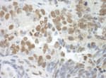 Detection of mouse SF3A3 by immunohistochemistry.
