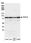 Detection of human PHF16 by western blot.