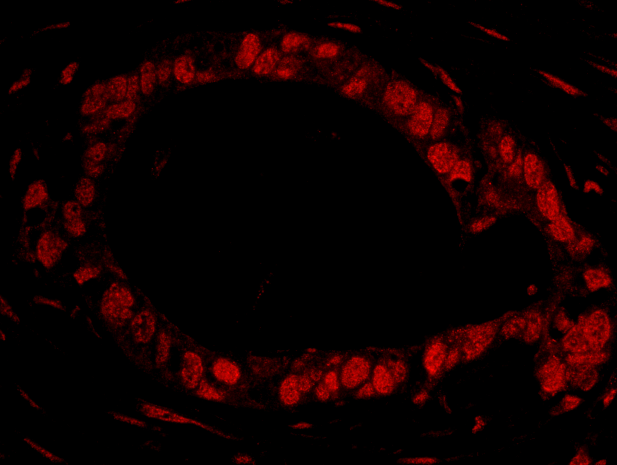 Rabbit anti-DDX27 IHC Antibody