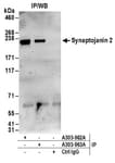 Detection of human Synaptojanin 2 by western blot of immunoprecipitates.