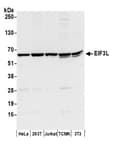 Detection of human and mouse EIF3L by western blot.