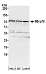 Detection of human NSrp70 by western blot.