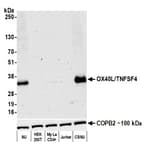 Detection of human OX40L/TNFSF4 by western blot.