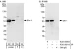 Detection of human Ets-1 by western blot and immunoprecipitation.