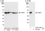 Detection of human and mouse CTBP1 by western blot (h&amp;m) and immunoprecipitation (h).