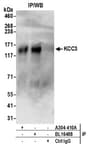 Detection of human KCC3 by western blot of immunoprecipitates.