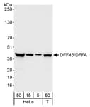 Detection of human DFF45/DFFA by western blot.