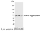 Detection of AU5-tagged protein by western blot.