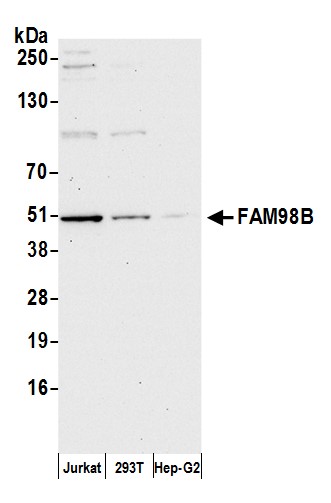 Detection of human FAM98B by western blot.