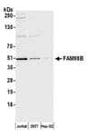 Detection of human FAM98B by western blot.