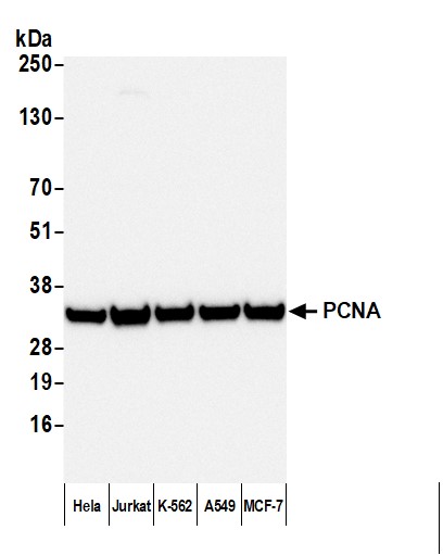 Detection of human PCNA by western blot with Affinity Purified Rabbit anti-Mouse IgG-Fc Fragment Antibody.