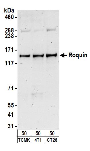 Detection of mouse Roquin by western blot.