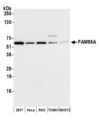 Detection of human and mouse FAM98A by western blot.