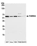 Detection of human and mouse FAM98A by western blot.