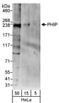 Detection of human PHIP by western blot.