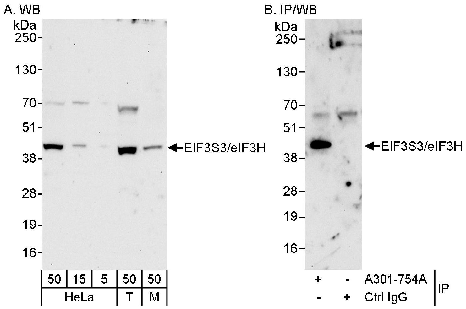 Detection of human and mouse eIF3H/EIF3S3 by western blot (h&amp;m) and immunoprecipitation (h).
