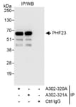 Detection of human PHF23 by western blot of immunoprecipitates.