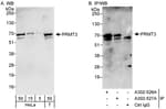 Detection of human PRMT3 by western blot and immunoprecipitation.