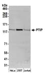 Detection of human PTIP by western blot.